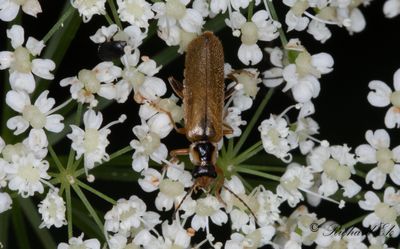 Cantharis decipiens