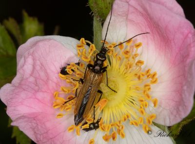 Oedemera femorata