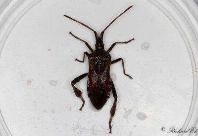 Leptoglossus occidentalis