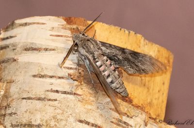 kervindesvrmare - Convolvulus hawkmoth (Agrius convolvuli)