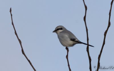 Varfågel - Great Grey Shrike (Excubitor excubitor)