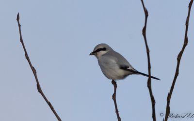 Varfgel - Great Grey Shrike (Excubitor excubitor)