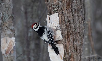 Vitryggig hackspett - White-backed Woodpecker (Dendrocopos leucotos)