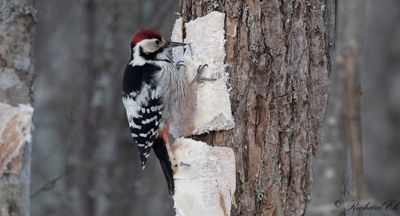 Vitryggig hackspett - White-backed Woodpecker (Dendrocopos leucotos)