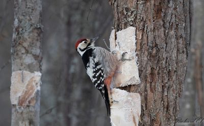 Vitryggig hackspett - White-backed Woodpecker (Dendrocopos leucotos)