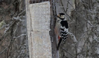 Vitryggig hackspett - White-backed Woodpecker (Dendrocopos leucotos)