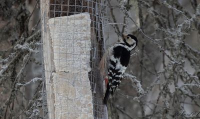 Vitryggig hackspett - White-backed Woodpecker (Dendrocopos leucotos)