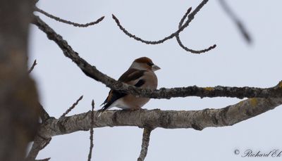 Stenknck - Hawfinch (Coccothraustes coccothraustes)