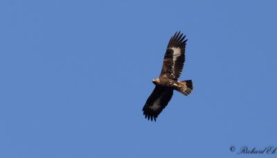 Kungsörn - Golden Eagle (Aquila chrysaetos)