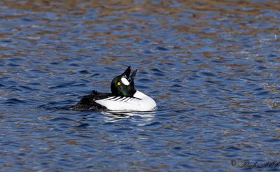 Knipa - Common Goldeneye (Bucephala clangula)