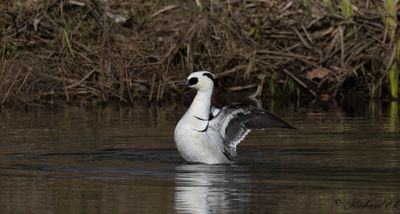 Salskrake - Smew (Mergus albellus)