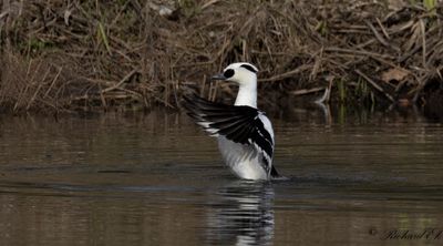 Salskrake - Smew (Mergus albellus)