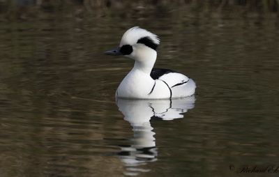 Salskrake - Smew (Mergus albellus)