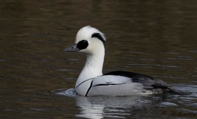 Salskrake - Smew (Mergus albellus)