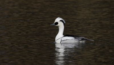 Salskrake - Smew (Mergus albellus)