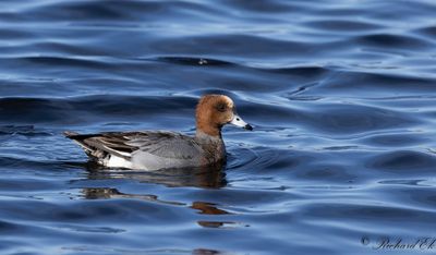 Blsand - Eurasian Wigeon (Anas penelope)