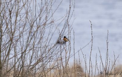 Svarthakad buskskvtta - European Stonechat (Saxicola rubicola)