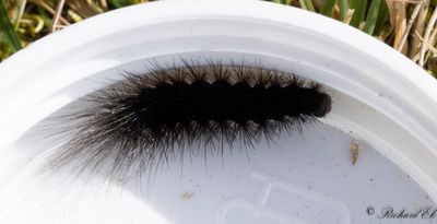 Gulflckig igelkottsspinnare - Brown Tiger Moth (Hyphoraia aulica)