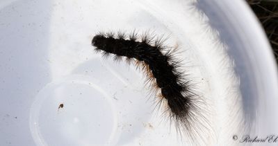 Gulflckig igelkottsspinnare - Brown Tiger Moth (Hyphoraia aulica)