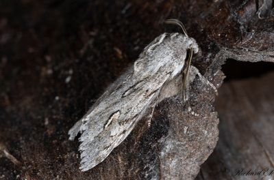 Vrtaggfly - Rannoch Sprawler (Brachionycha nubeculosa)