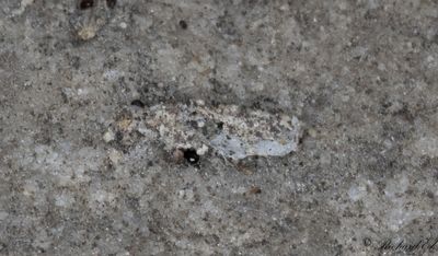 Jungfrusckspinnare - Lichen Case-bearer (Dahlica lichenella)