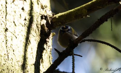 Brandkronad Kungsfgel - Firecrest (Regulus ignicapillus)