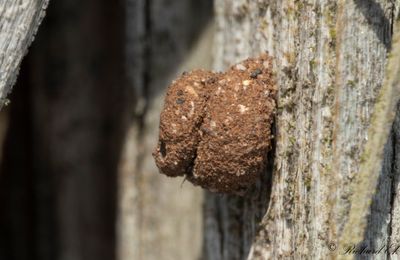 Sncksckspinnare - Snailcase Bagworm (Apterona helicoidella)