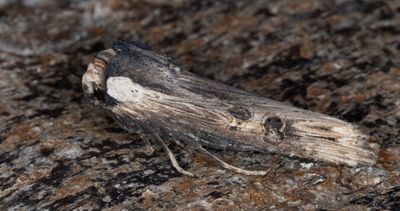 Strre mantelfly - Sword-grass (Xylena exsoleta)