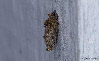 Kantsckspinnare - Bagworm Moth (Dahlica triquetrella)