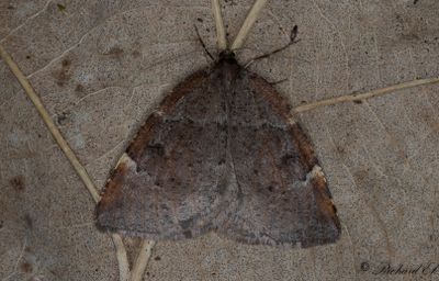 Vårmätare - Aspen Moth (Epirranthis diversata)