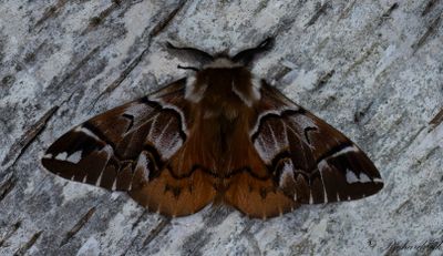 Skckspinnare - Kentish Glory (Endromis versicolora)