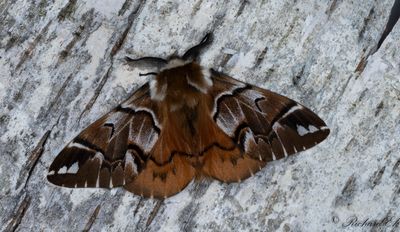 Skckspinnare - Kentish Glory (Endromis versicolora)