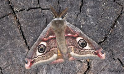 Mindre pfgelspinnare - Emperor Moth (Saturnia pavonia)