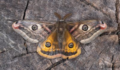 Mindre pfgelspinnare - Emperor Moth (Saturnia pavonia)