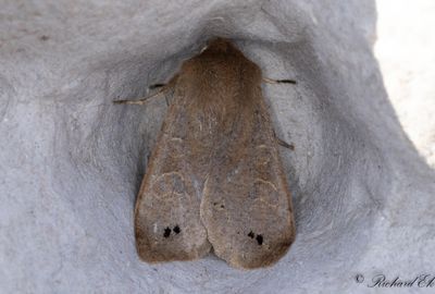 Svartprickigt slgfly - Twin-spotted Quaker (Anorthoa Munda)