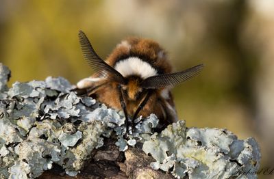 Skckspinnare - Kentish Glory (Endromis versicolora)