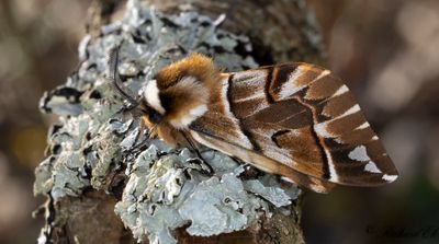 Skckspinnare - Kentish Glory (Endromis versicolora)