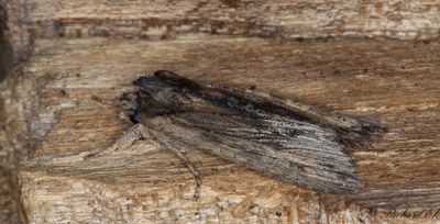 Asktrfly - Tawny Pinion (Lithophane semibrunnea)
