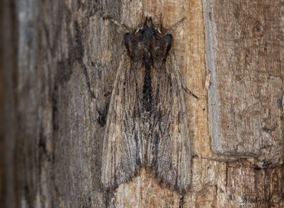 Asktrfly - Tawny Pinion (Lithophane semibrunnea)