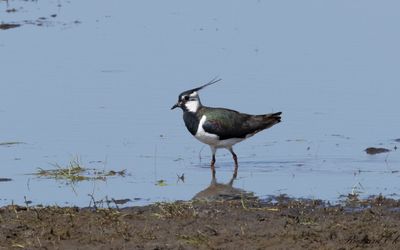 Tofsvipa - Northern Lapwing (Vanellus vanellus)