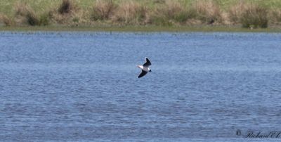 Dvärgmås - Little Gull (Larus minutus)
