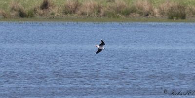 Dvrgms - Little Gull (Larus minutus)