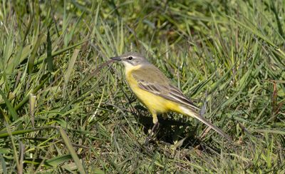 Gulärla - Western Yellow Wagtail (Motacilla flava)