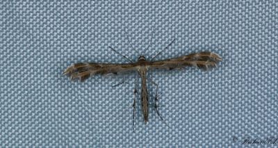 Klofibblefjädermott (Crombrugghia distans)