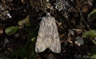 Ljusgrått träfly - Grey Shoulder-knot (Lithophane ornitopus)