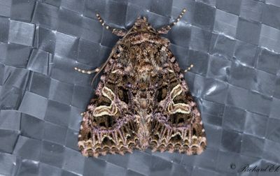 Violettrtt nejlikfly - The Campion (Sideridis rivularis)
