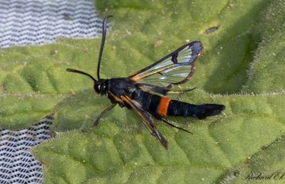 Mygglasvinge - Large Red-belted Clearwing (Synanthedon culiciformis)
