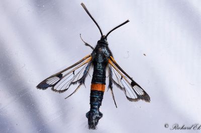 Mygglasvinge - Large Red-belted Clearwing (Synanthedon culiciformis)