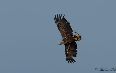 Havsörn - White-tailed Eagle (Haliaeetus albicilla)