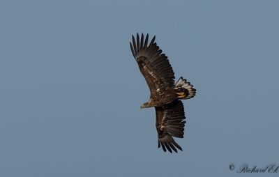 Havsrn - White-tailed Eagle (Haliaeetus albicilla)